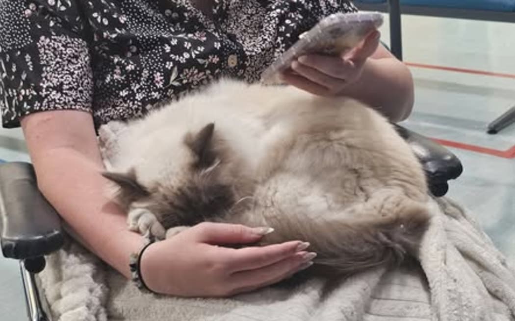 Pablo the cat with a patient