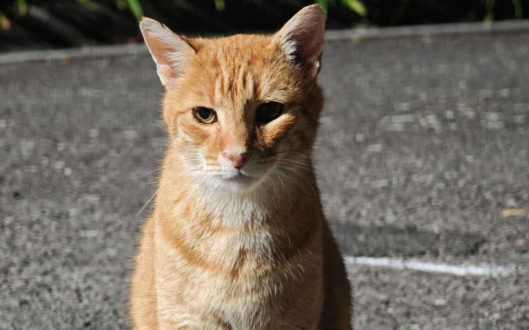 Pip the cat at Taranaki Base Hospital.