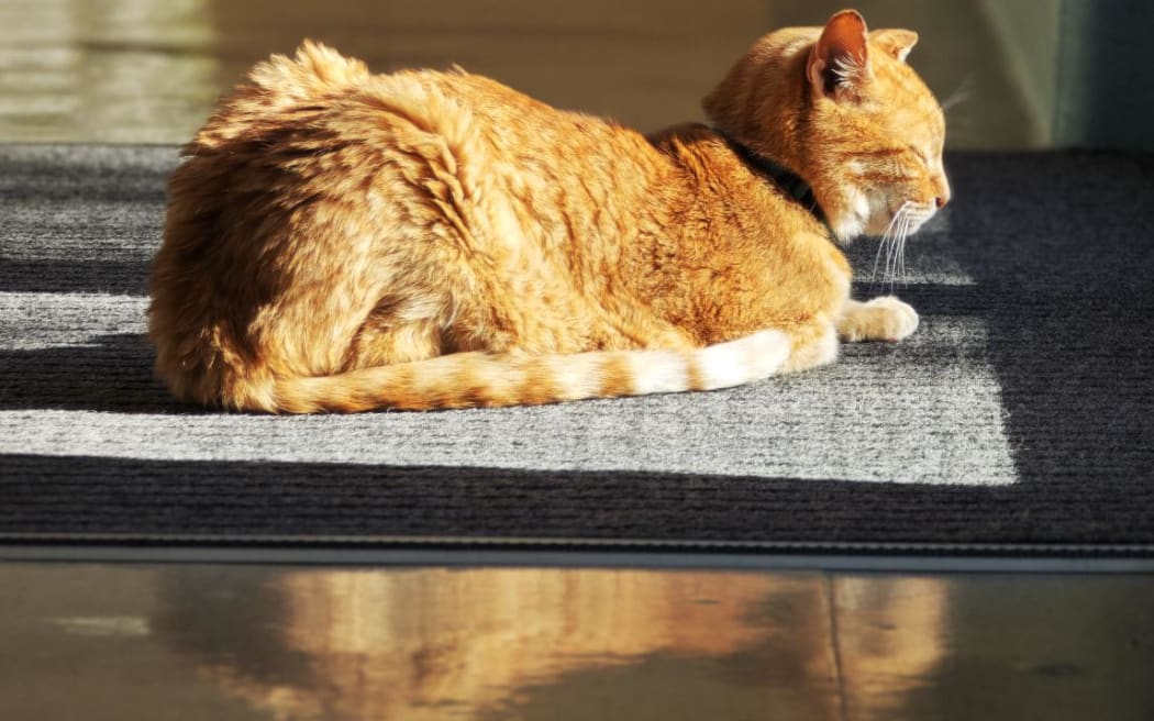 Pip the cat at Taranaki Base Hospital.