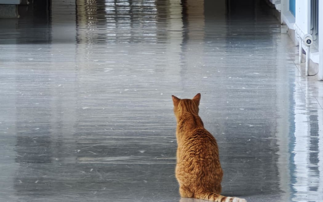 Pip the cat at Taranaki Base Hospital.