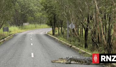 Crocodiles found 'galloping' over roads, lurking near homes amid Northern Territory floods