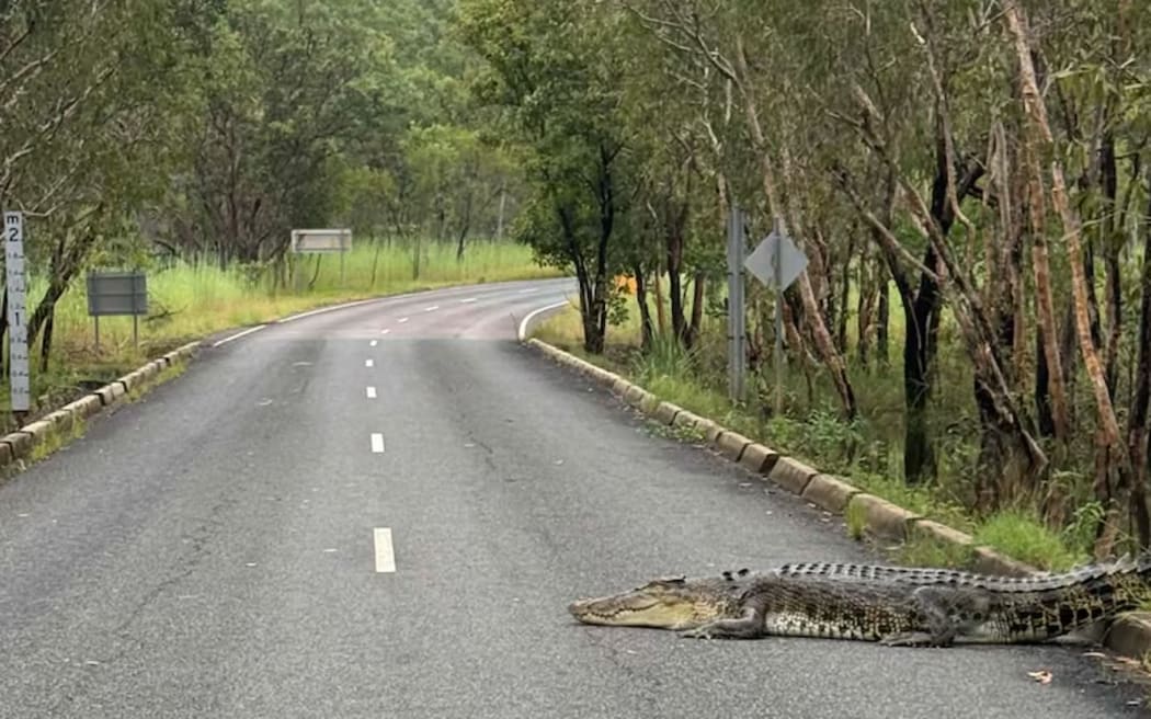Crocodile in Northern Territory - single use