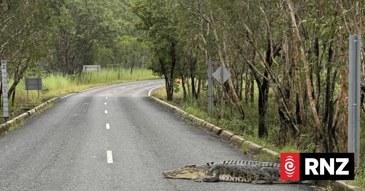 Crocodiles found 'galloping' over roads, lurking near homes amid Northern Territory floods