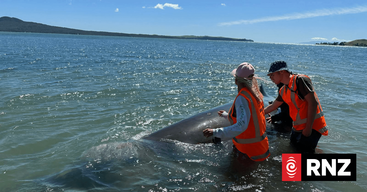 Deep-sea whale re-floated after stranding on central Auckland beach