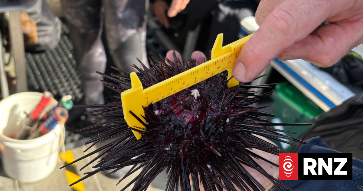 Our Changing World: The thorny issue of the long-spined sea urchin