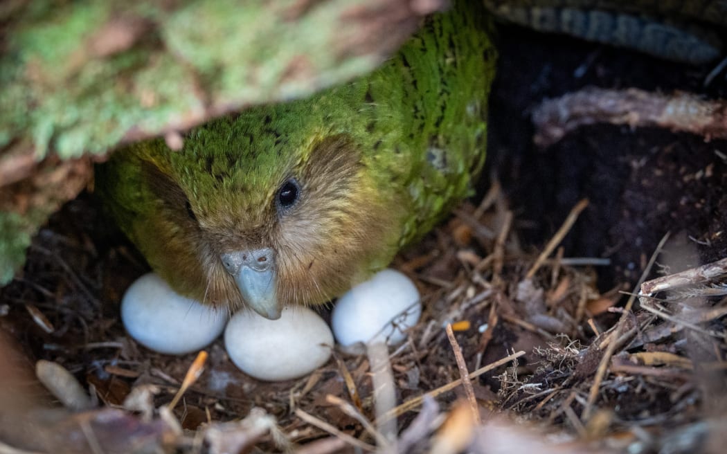 A kākāpō on a nest of brown twigs huddled over three eggs visible under the front of the bird.