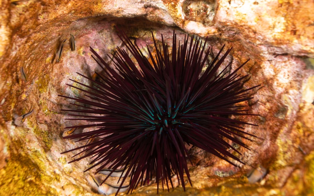 A close up shot of the long-spined or purple sea urchin underwater on a rock. In the water the base of the spines glow a light iridescent green colour.