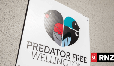 Wellington targeted for predator-free status within 10 years