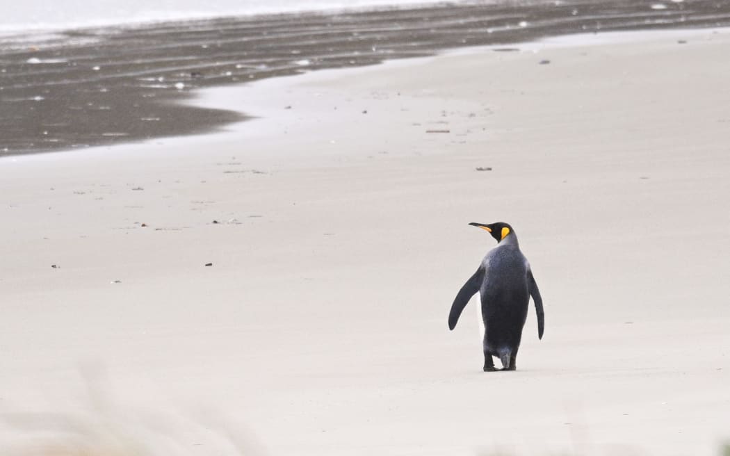 A rare sighting of a King Penguin, which popped into Pipikaretu Beach on the Otago Peninsula.