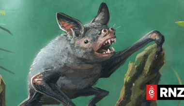 Tiny extinct bat found in NZ fossil record