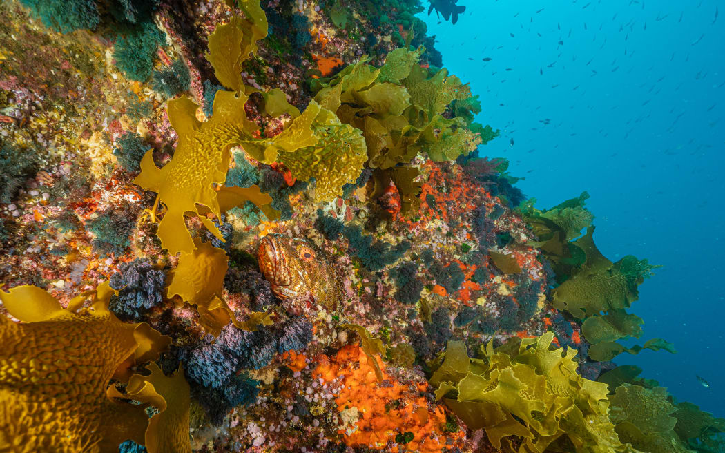 An underwater shot from the Poor Knights Islands at Ngoio Rock following removal. There is a lot of different coloured life on the rock, and the kelp is starting to return.