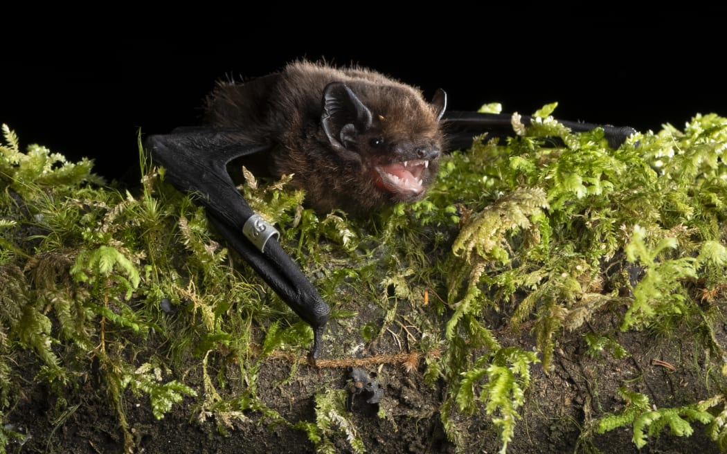 long-tailed bats, or pekapeka-tou-roa.