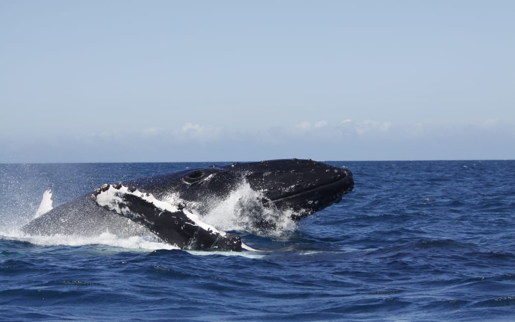 An international study involving researchers from the University of Auckland shows humpback breeding is getting more competitive, which suggests the population is growing.