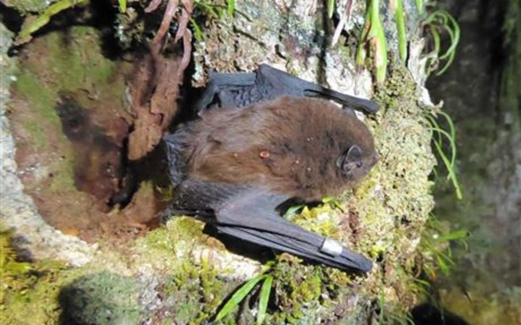 New Zealand’s long-tailed bat (Chalinolobus tuberculatus).
