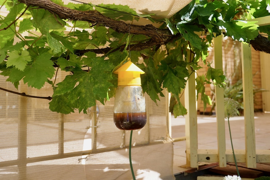 A cylindrical plastic container with a domed lid hanging on a vine in the garden, filled with dark liquid.