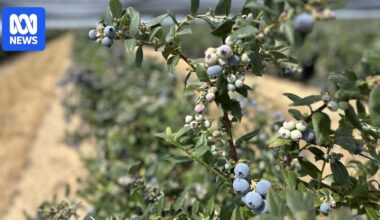Growing pains as blueberry industry expands rapidly and appetites increase