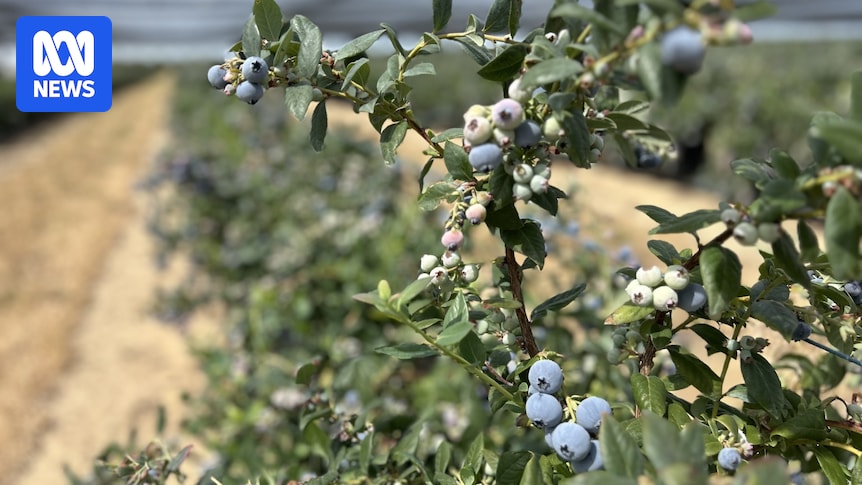 Growing pains as blueberry industry expands rapidly and appetites increase