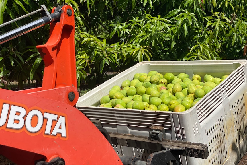 A grey crate full of unripe, green mangos lifted by a red forklift.