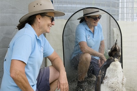 Woman in blue polo and hat leaning by a penguin, she is reflected in a mirror behind her.