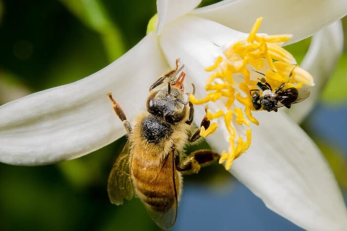 a honeybee sits on a white flower