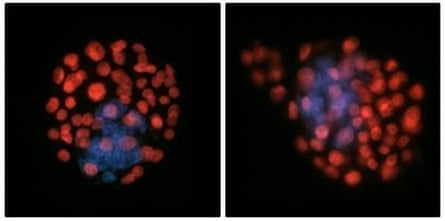 Exposure to zero gravity appeared to modify the number of foetal cells within the embryo.
