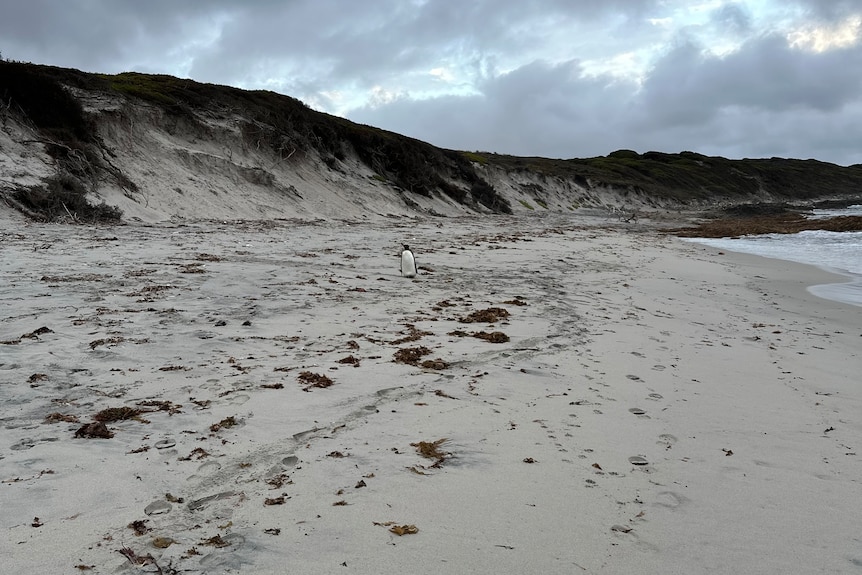 Penguin on a grey sandy beach, sky is overcast.