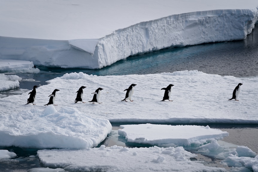 Scenery around Swain Group of Islands in Antarctica 2025-11-27 11:11:00