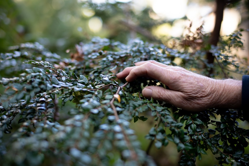 Hand holding green bush