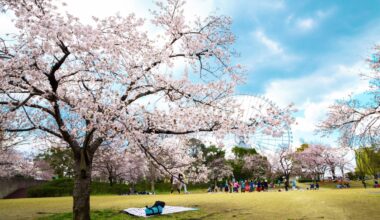 Average cherry blossom-viewing budget falls 13.8%