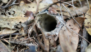 Aussies have weeks to act before deadly creature retreats underground
