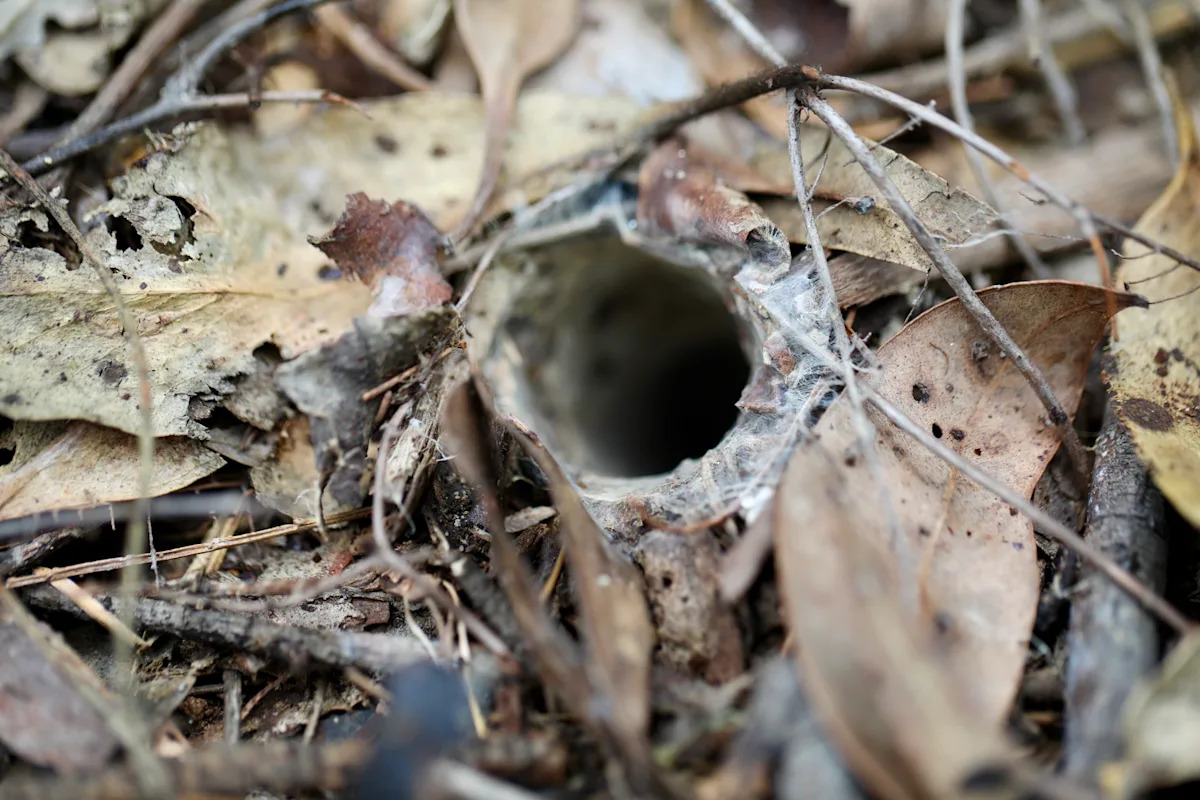 Aussies have weeks to act before deadly creature retreats underground
