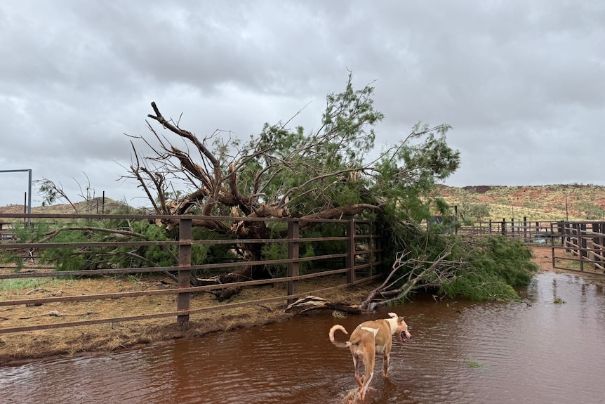A dog walks through floodwater next to an upturned tree and fencing.