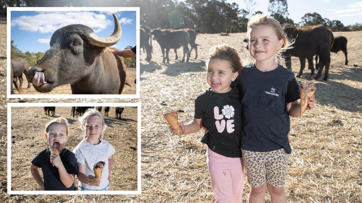 MICA Creamery launches Perth’s first buffalo milk ice-cream with Quindanning Buffalo
