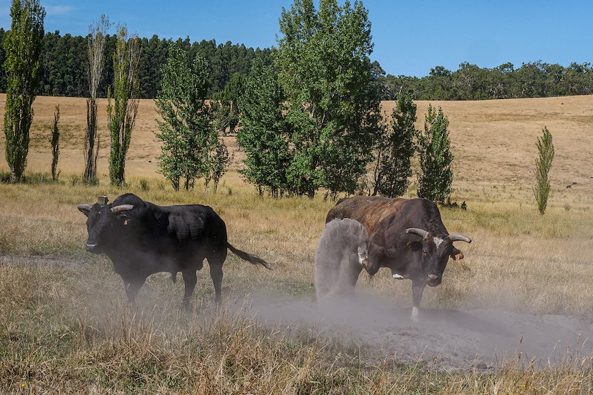 A bull in a paddock kicking up dust