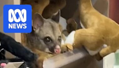 Possum found in Hobart Airport gift shop soft toy section