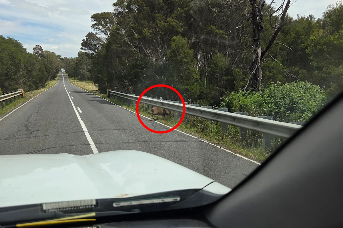 Worrying photo exposes 'selfish' plan to intentionally breach Australia's biosecurity: 'I'm disgusted'