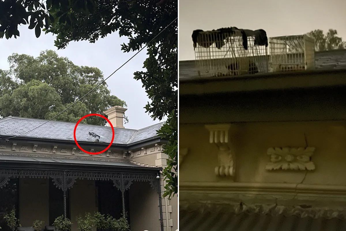 Sad find on Aussie homeowner's roof in extreme heat sparks calls for change: 'Wrong'