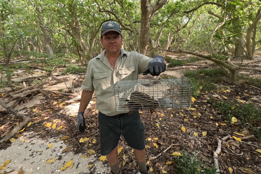 Ranger holding up cage with rat in bushland