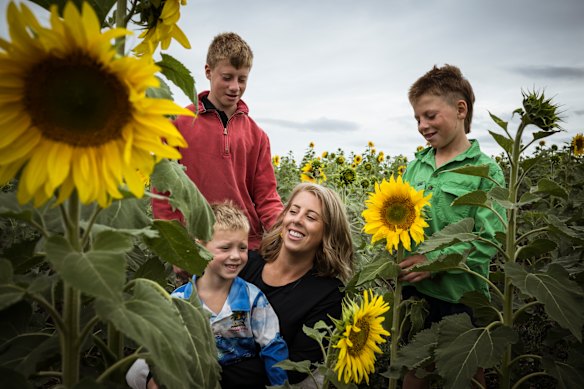 Flower power: Farmer Laiken Britt in the Pick Your Own Sunflowers field with three of her sons Ollie, 5, Billy, 12, and Jai,13.