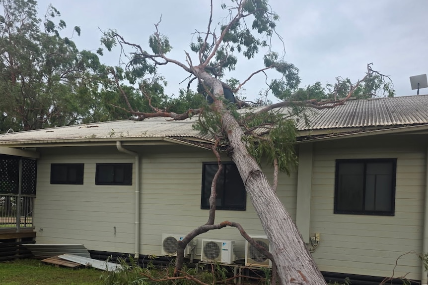Image of a large tree which has fallen on top of a house.