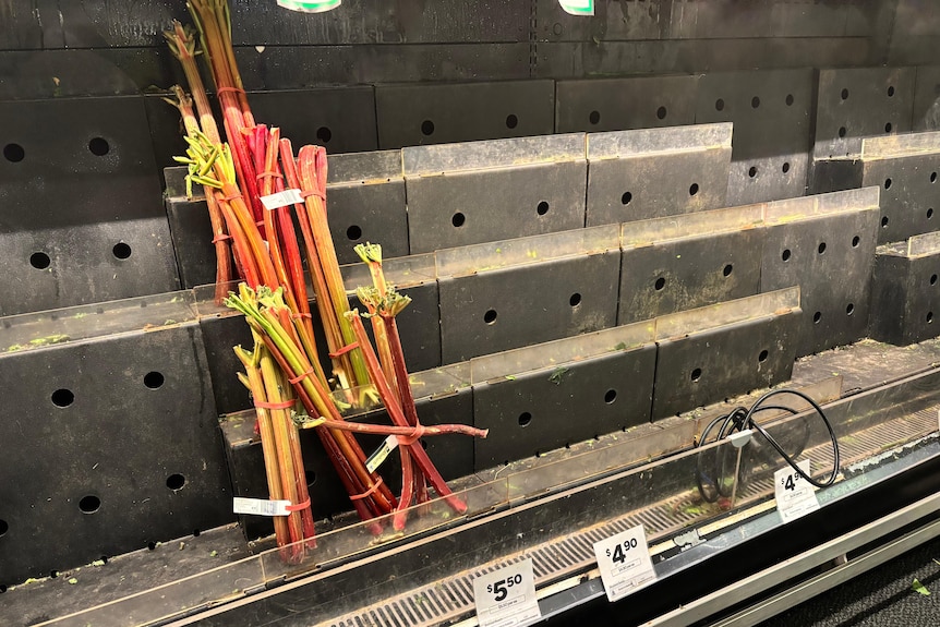 A few stalks of rhubarb sit on an otherwise empty shelf.
