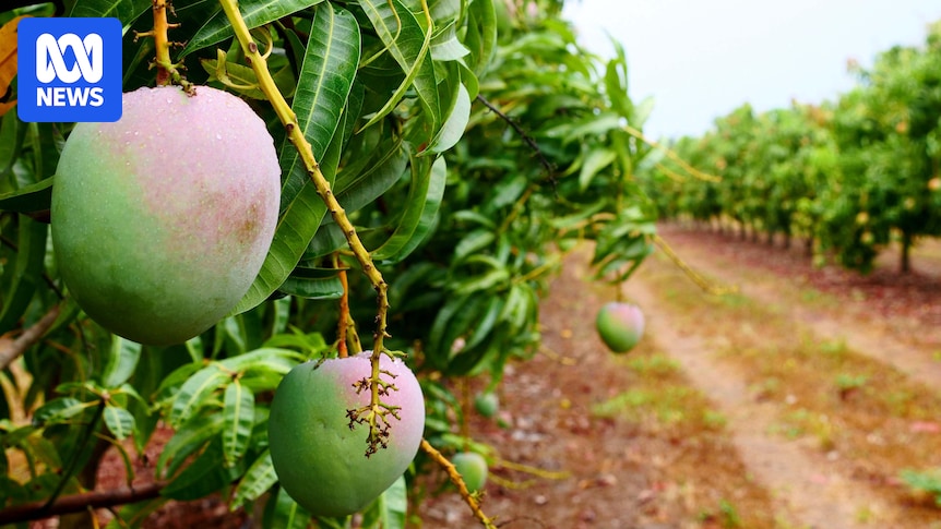 Popular mango farm forced to sell as compliance measures pressure producers