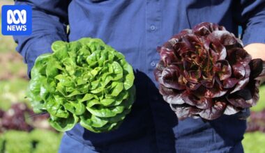 Risk of vegetable price rise in response to spiralling fuel and fertilizer costs