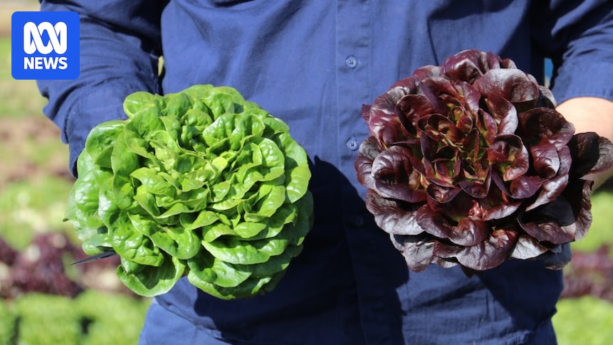 Risk of vegetable price rise in response to spiralling fuel and fertilizer costs