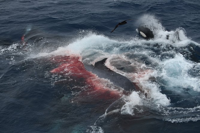 The orca family pods then “piled” onto the whale, pouncing on its “prized” lips and tongue as the young animal finally gave in to the apex predators’ incredible killer instinct.