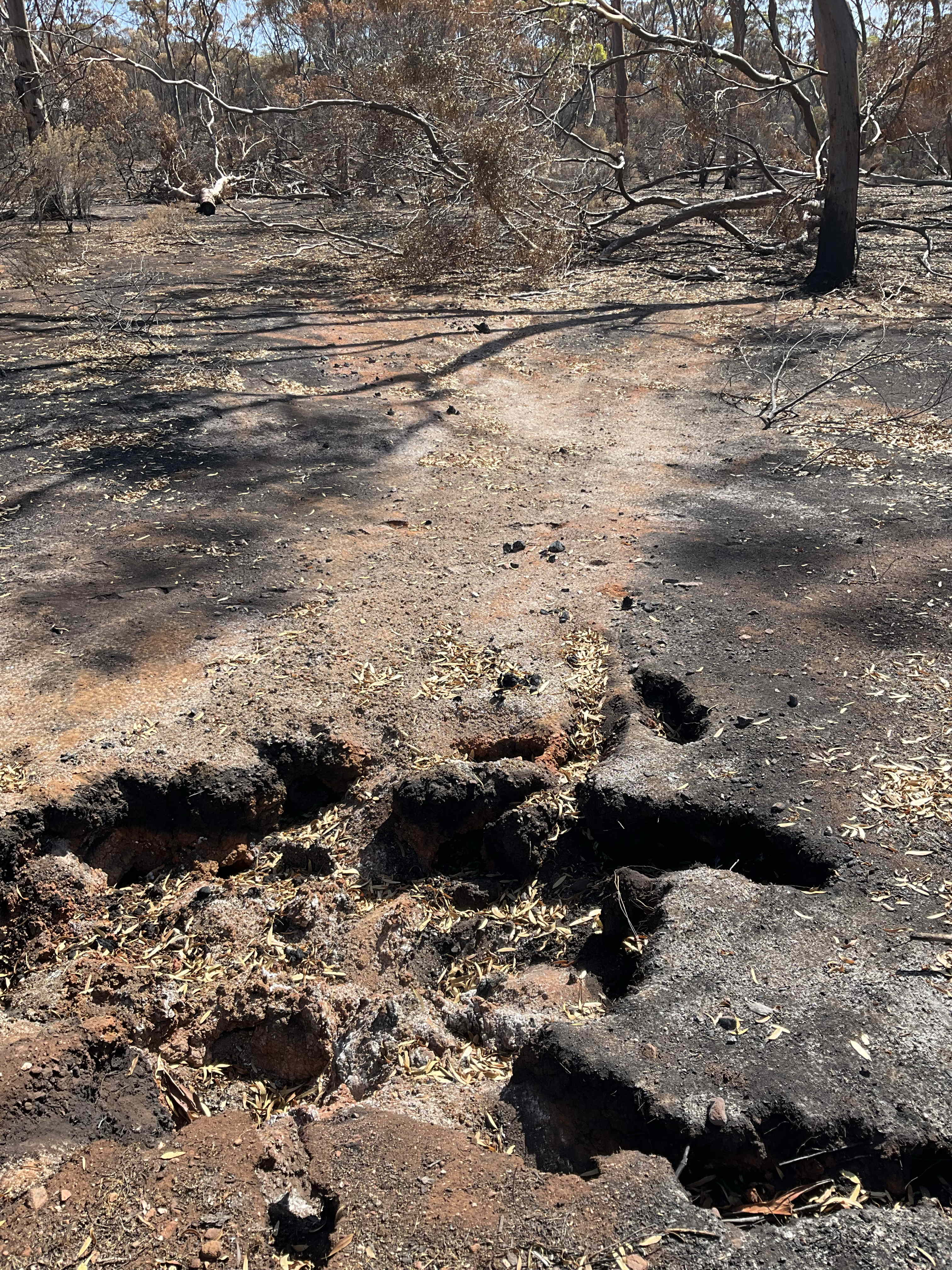 An 'inverse shadow' on the ground in the shape of a tree.