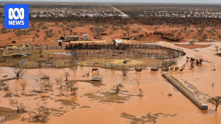 Ex-Tropical Cyclone Narelle brings floods to WA cattle stations after years of drought