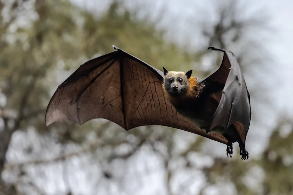 Close up of a grey-headed flying fox in flight.