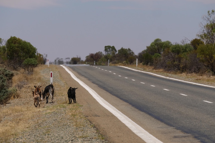 four small feral goats by the side of a bichumen road