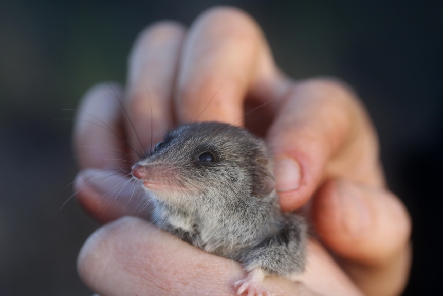 A close up of a small cute rodent being held 